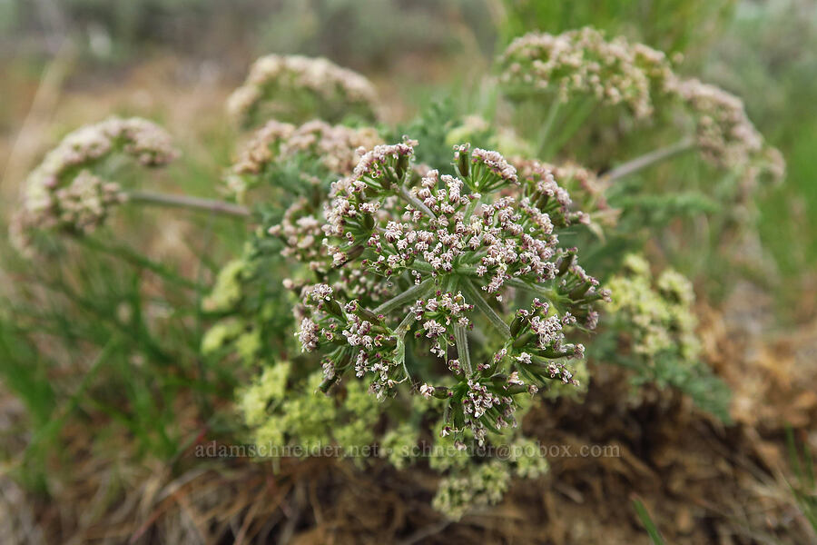 big-seed biscuitroot (Lomatium macrocarpum) [Succor Creek Road, Malheur County, Oregon]