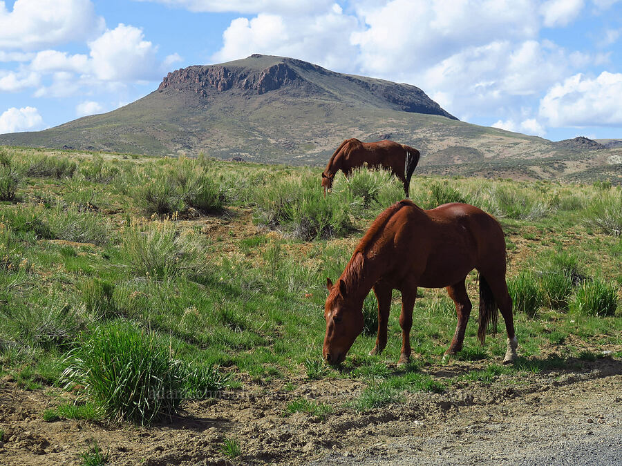 horses & Round Mountain (Equus ferus caballus) [Succor Creek Road, Malheur County, Oregon]