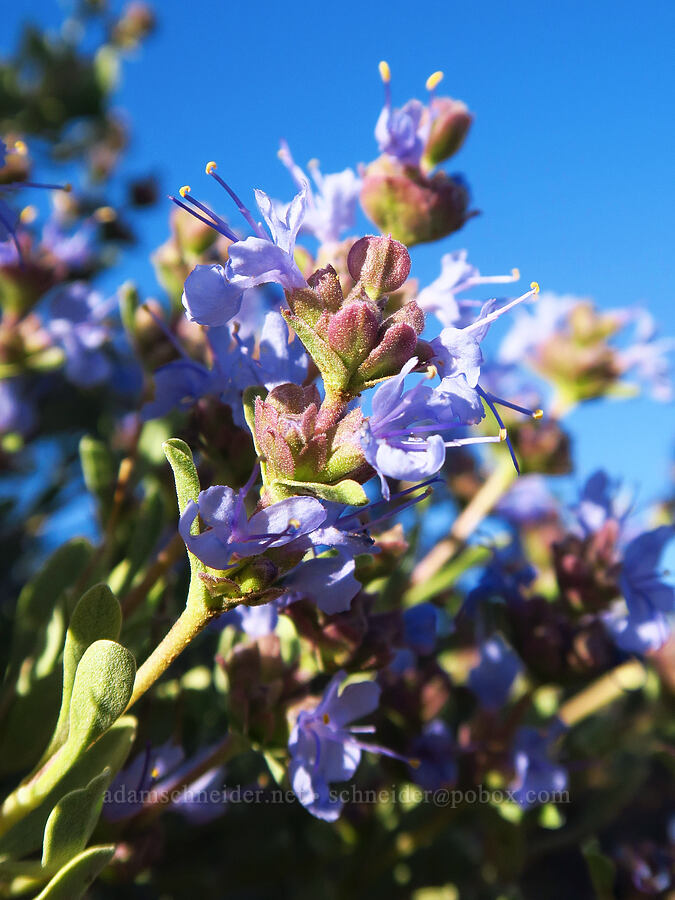purple sage (Salvia dorrii) [McIntyre Spring Road, Malheur County, Oregon]