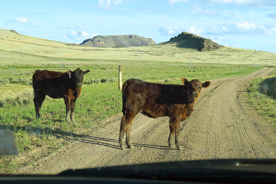 bovine traffic jam (Bos taurus) [McIntyre Spring Road, Malheur County, Oregon]