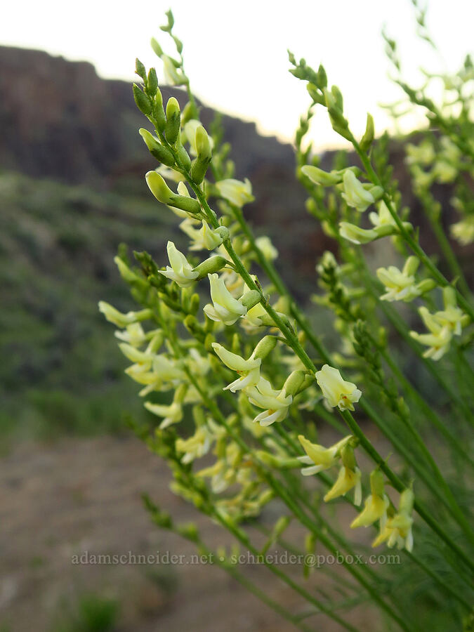 basalt milk-vetch (Astragalus filipes) [Succor Creek Road, Malheur County, Oregon]