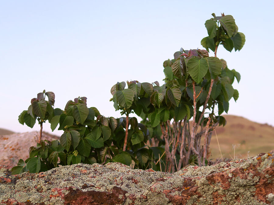 western poison-ivy (Toxicodendron rydbergii (Rhus rydbergii)) [Succor Creek State Natural Area, Malheur County, Oregon]