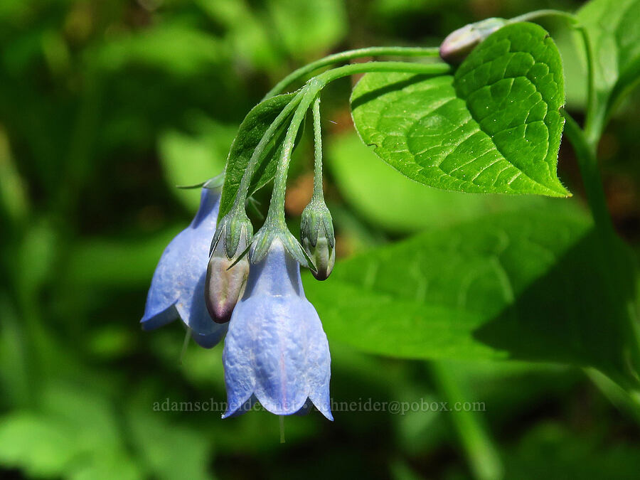 broad-leaf bluebells (Mertensia subcordata (Mertensia platyphylla var. subcordata)) [Saddle Mountain Trailhead, Clatsop County, Oregon]
