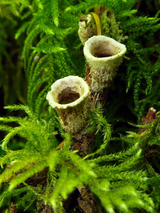 bird's-nest fungus (Nidula candida) [Saddle Mountain Trail, Clatsop County, Oregon]