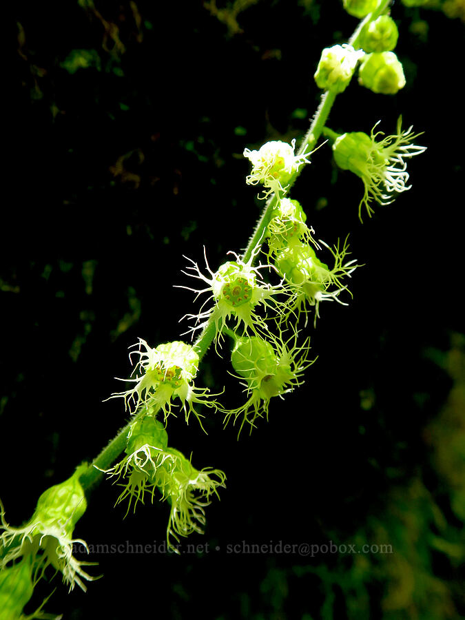 fringe cups (Tellima grandiflora) [Saddle Mountain Trail, Clatsop County, Oregon]