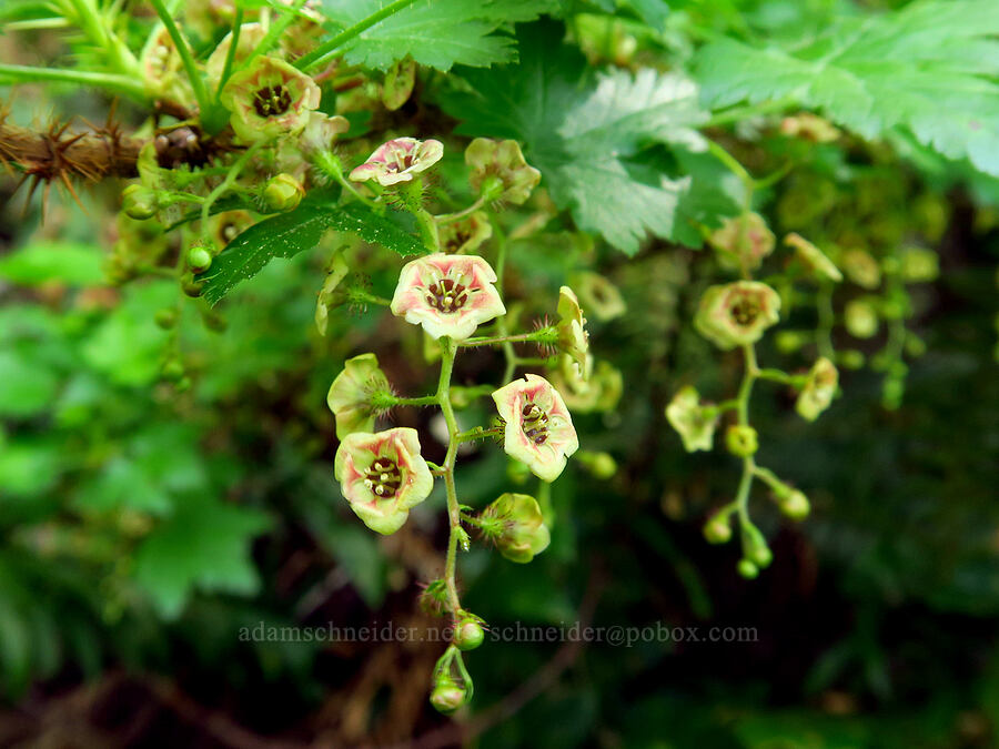 prickly swamp currant (Ribes lacustre) [Saddle Mountain Trail, Clatsop County, Oregon]