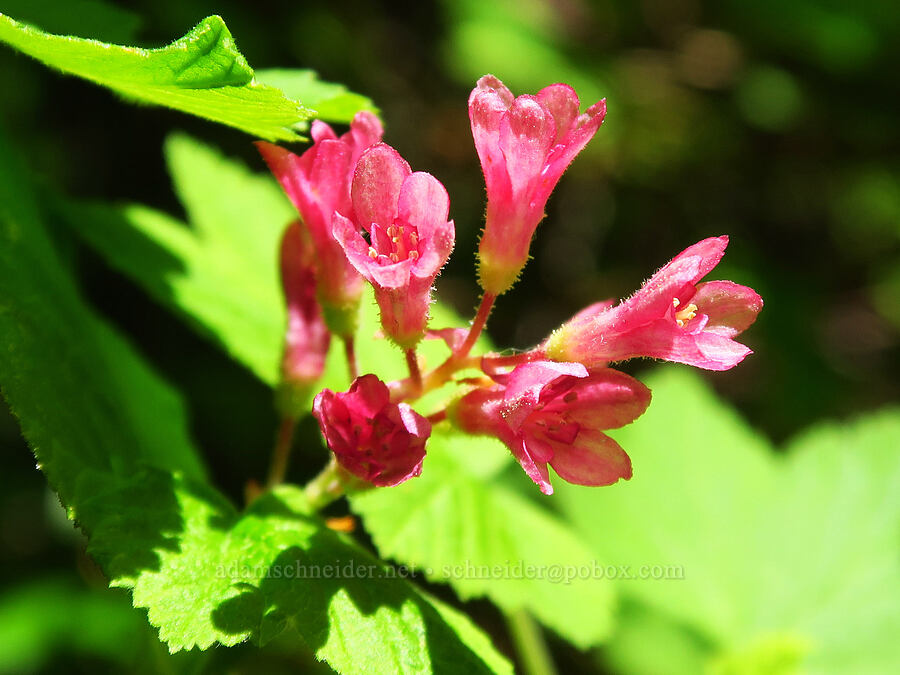 red-flowering currant (Ribes sanguineum) [Saddle Mountain Trail, Clatsop County, Oregon]
