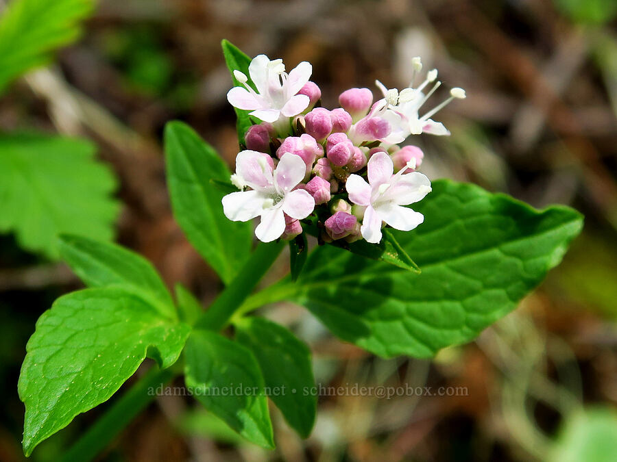 Scouler's valerian (Valeriana scouleri (Valeriana sitchensis ssp. scouleri)) [Saddle Mountain Trail, Clatsop County, Oregon]