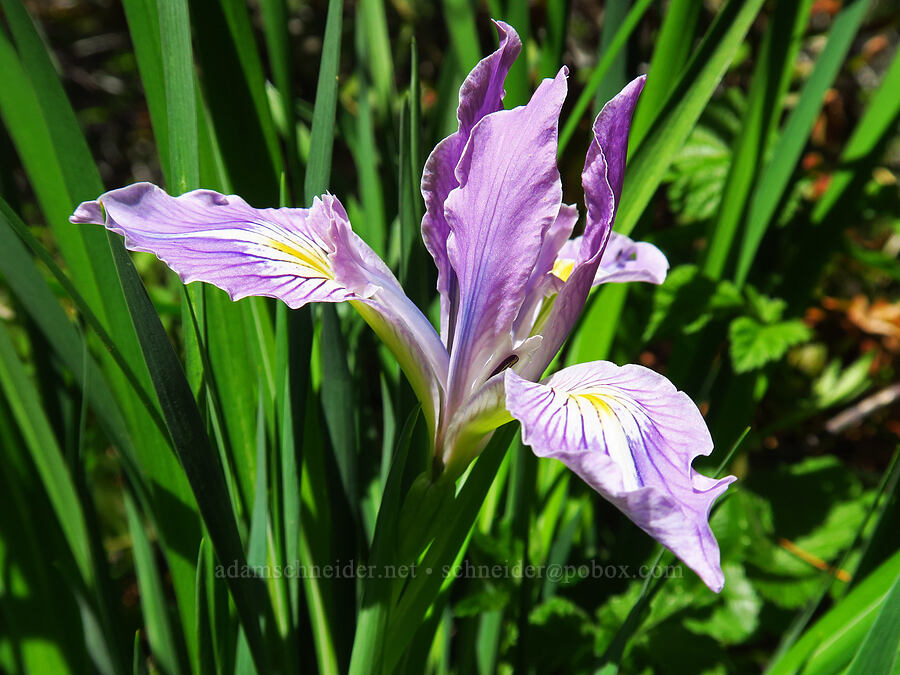 Oregon iris (Iris tenax) [Saddle Mountain Trail, Clatsop County, Oregon]