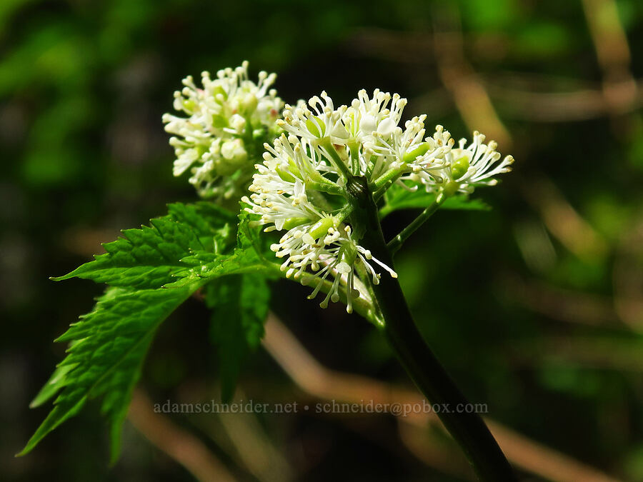 baneberry (Actaea rubra) [Saddle Mountain Trail, Clatsop County, Oregon]