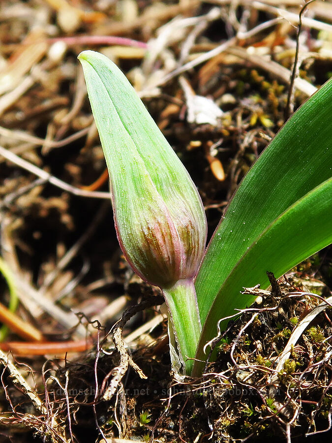Olympic onion, budding (Allium crenulatum) [Saddle Mountain Trail, Clatsop County, Oregon]