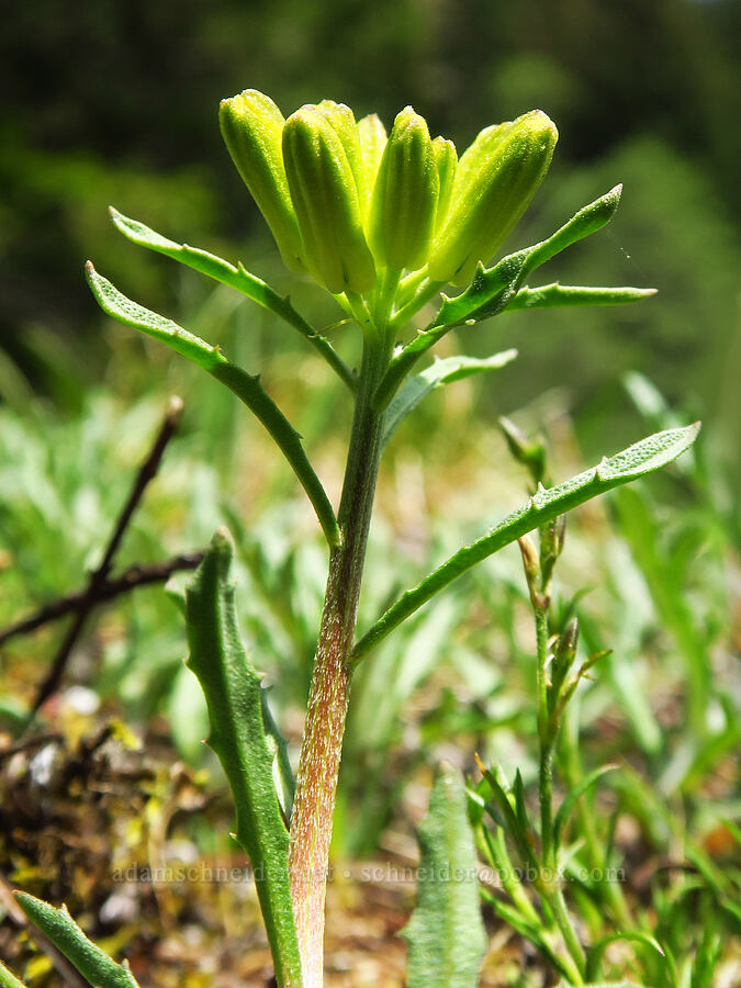 wallflower, budding (Erysimum capitatum) [Saddle Mountain Trail, Clatsop County, Oregon]