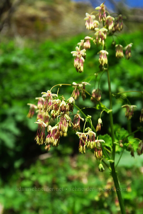 western meadow-rue, male flowers (Thalictrum occidentale) [Saddle Mountain Trail, Clatsop County, Oregon]