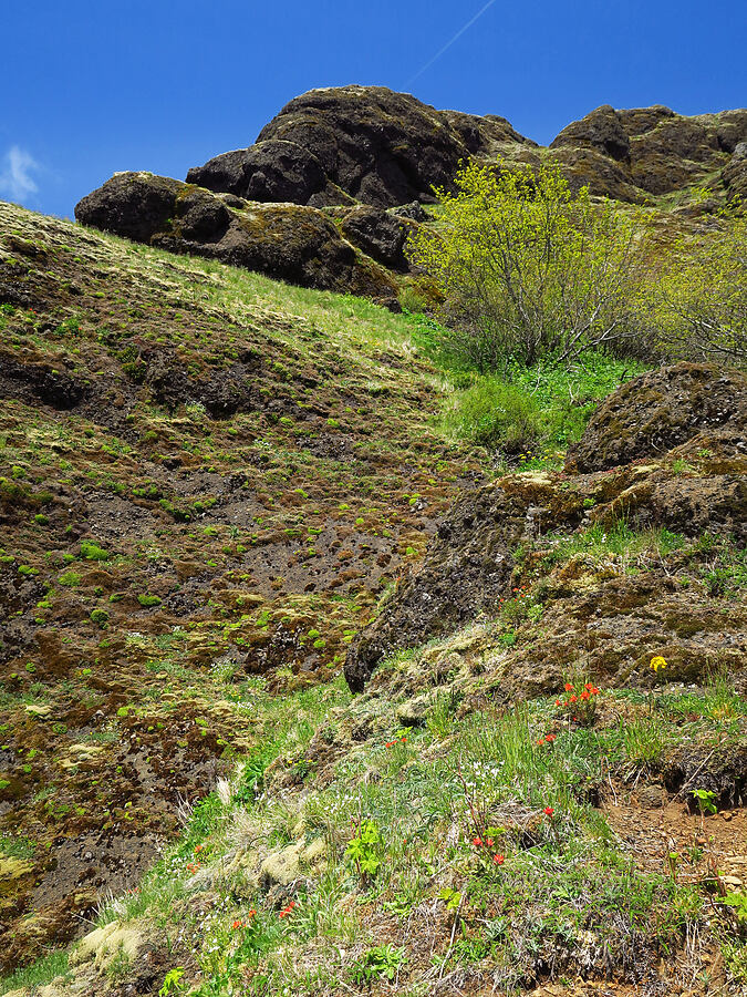 wildflowers & cliffs [Saddle Mountain Trail, Clatsop County, Oregon]