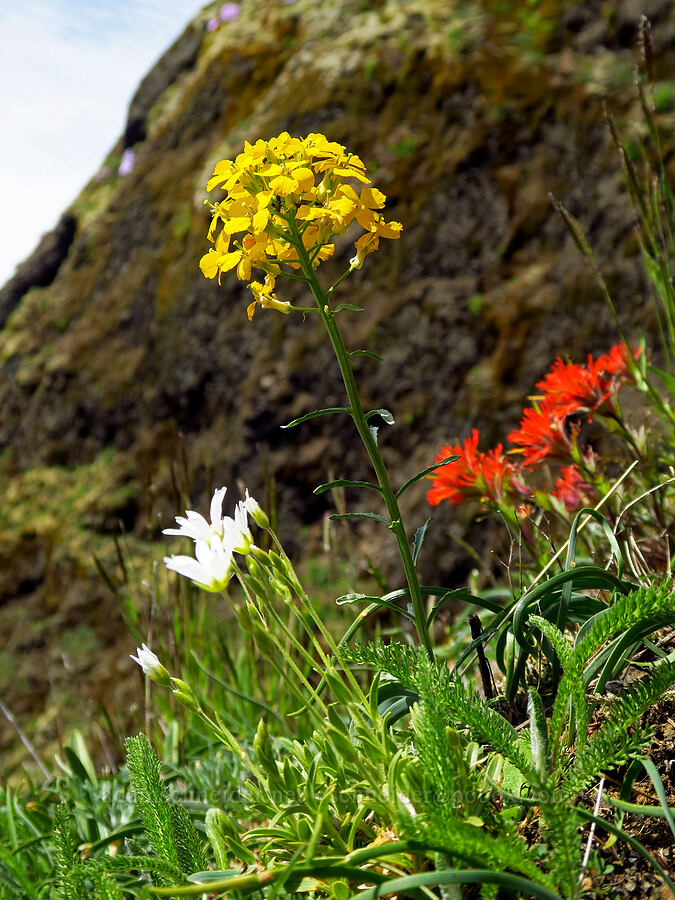 wildflowers (Erysimum capitatum, Castilleja hispida, Cerastium arvense) [Saddle Mountain Trail, Clatsop County, Oregon]