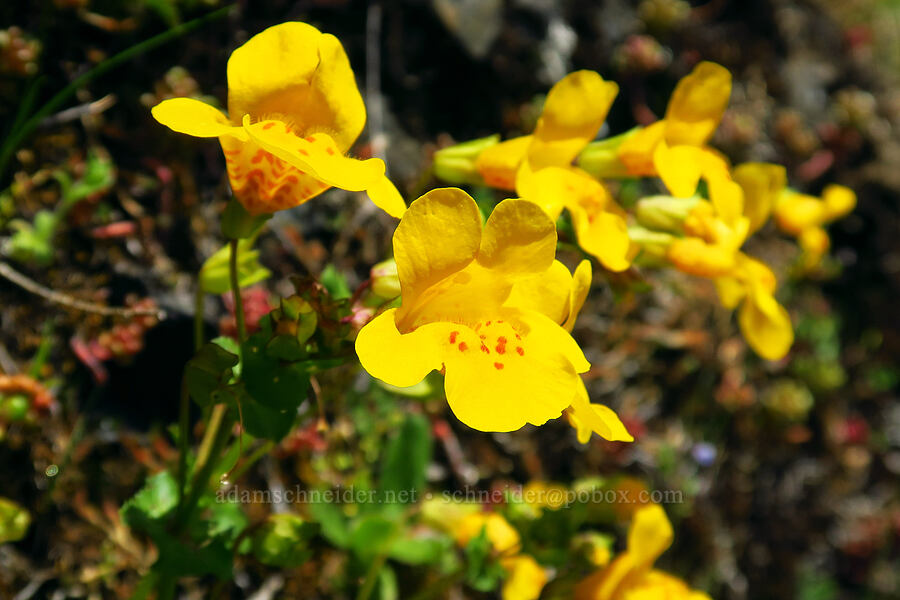 yellow monkeyflower (Erythranthe guttata (Mimulus guttatus)) [Saddle Mountain Trail, Clatsop County, Oregon]