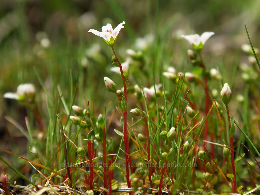 Nuttall's saxifrage (Cascadia nuttallii (Saxifraga nuttallii)) [Saddle Mountain Trail, Clatsop County, Oregon]