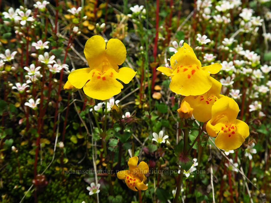 yellow monkeyflower & Nuttall's saxifrage (Erythranthe guttata (Mimulus guttatus), Cascadia nuttallii (Saxifraga nuttallii)) [Saddle Mountain Trail, Clatsop County, Oregon]