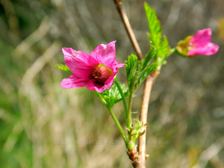 salmonberry flowers (Rubus spectabilis) [Saddle Mountain Trail, Clatsop County, Oregon]