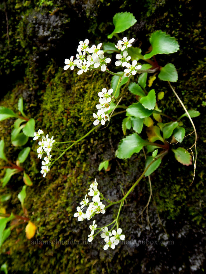 Gorman's saxifrage (Micranthes gormanii (Saxifraga gormanii)) [Saddle Mountain Trail, Clatsop County, Oregon]