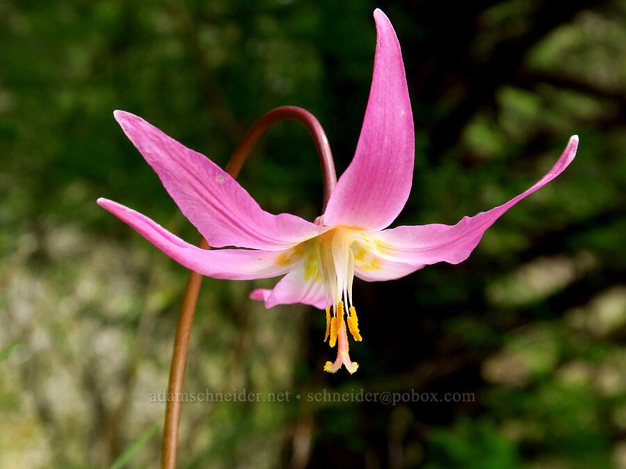 pink (coastal) fawn lily (Erythronium revolutum) [Saddle Mountain Trail, Clatsop County, Oregon]