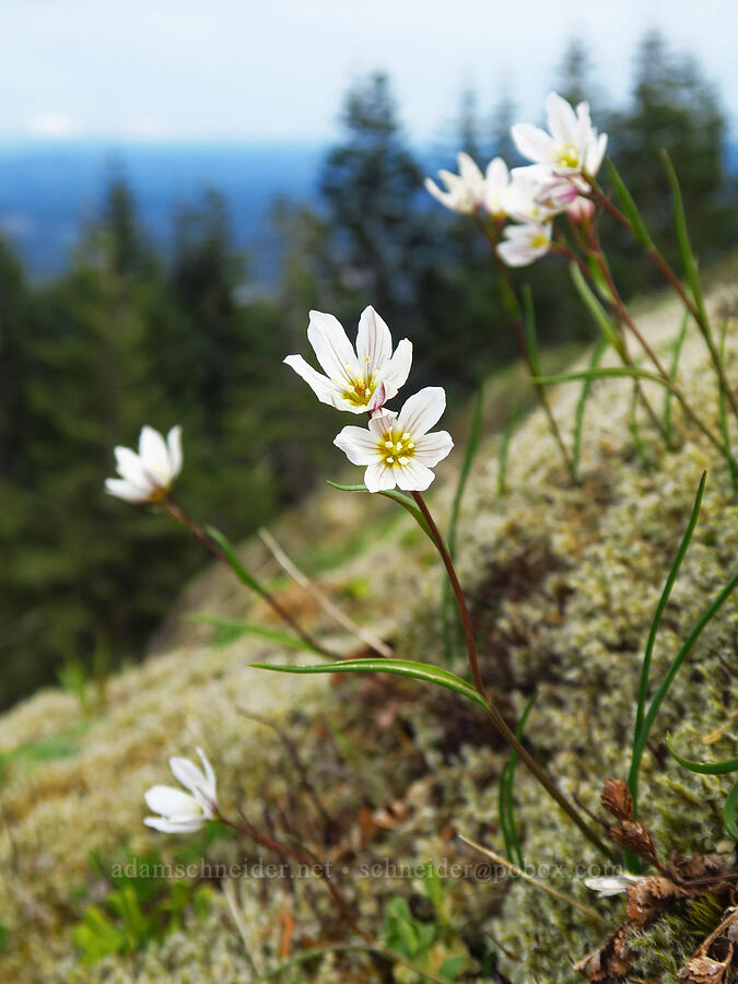 alp lilies (Lloydia serotina (Gagea serotina)) [east side of Saddle Mountain, Clatsop County, Oregon]