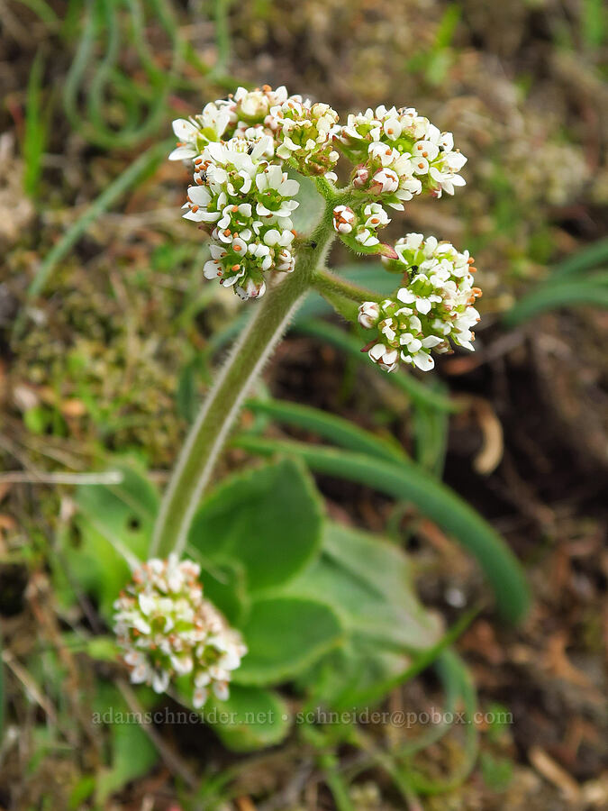 Saddle Mountain saxifrage (Micranthes hitchcockiana (Saxifraga latipetiolata)) [east side of Saddle Mountain, Clatsop County, Oregon]