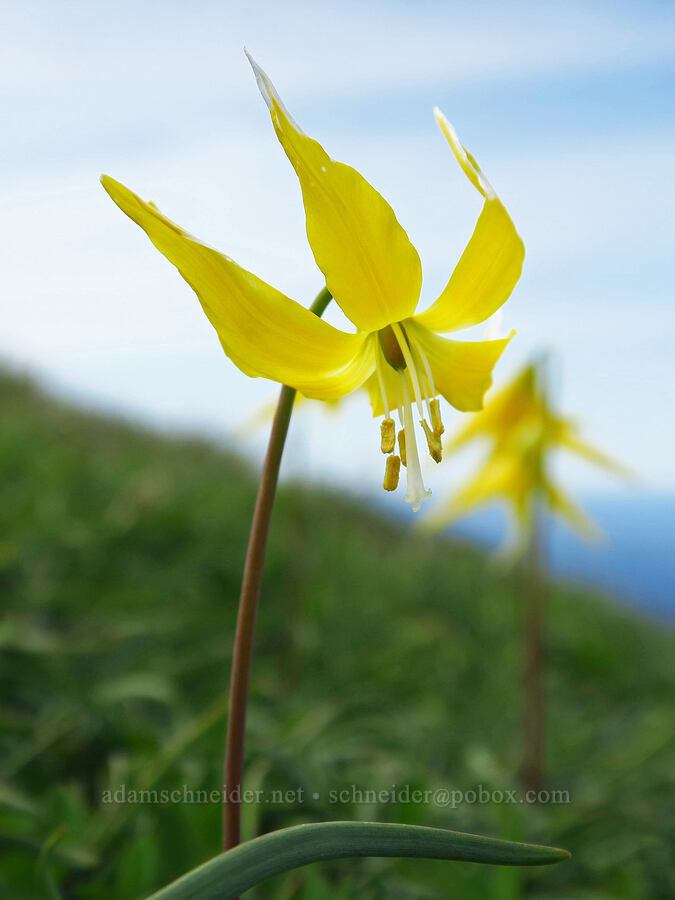 glacier lilies (Erythronium grandiflorum) [east side of Saddle Mountain, Clatsop County, Oregon]