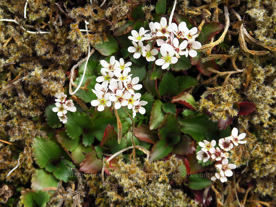 rusty-hair saxifrage (Micranthes rufidula (Saxifraga occidentalis ssp. rufidula)) [east side of Saddle Mountain, Clatsop County, Oregon]