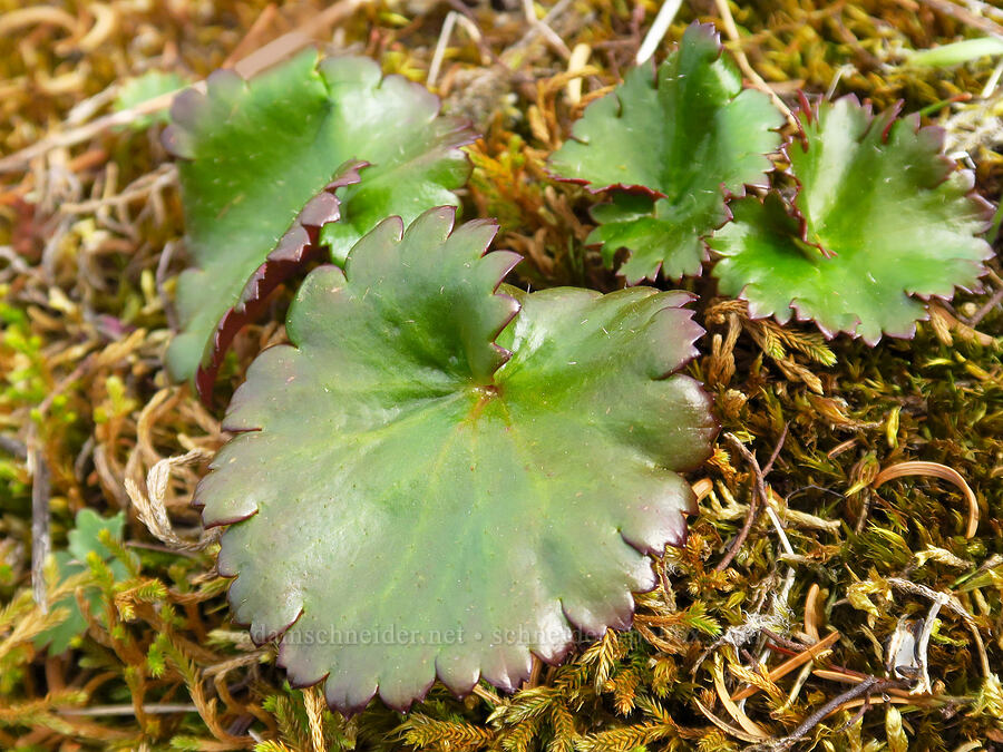 Mertens' saxifrage (Saxifraga mertensiana) [east side of Saddle Mountain, Clatsop County, Oregon]
