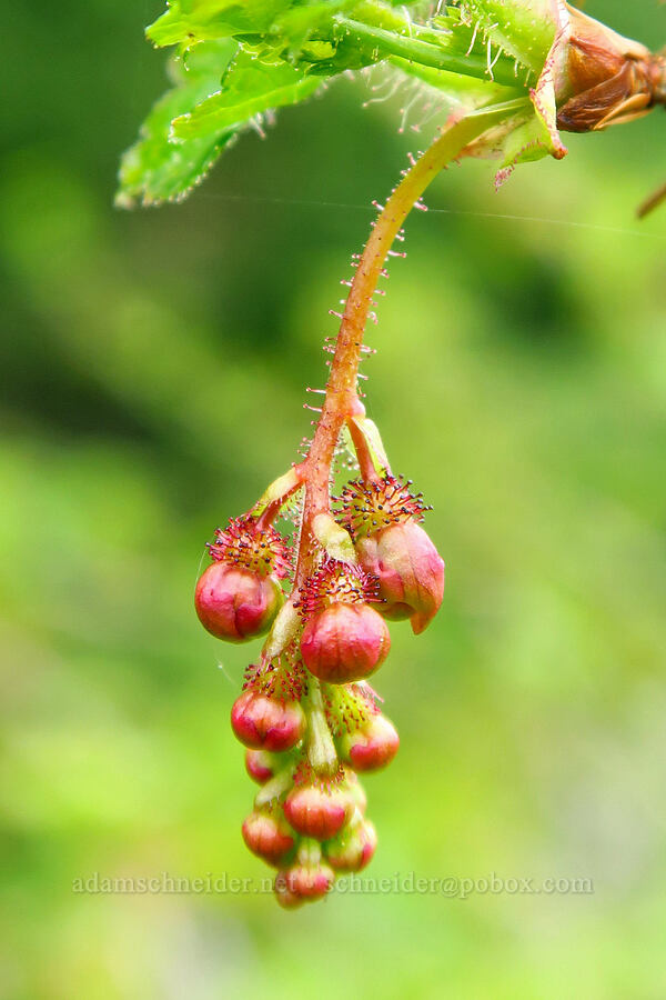 prickly swamp currant, budding (Ribes lacustre) [east side of Saddle Mountain, Clatsop County, Oregon]