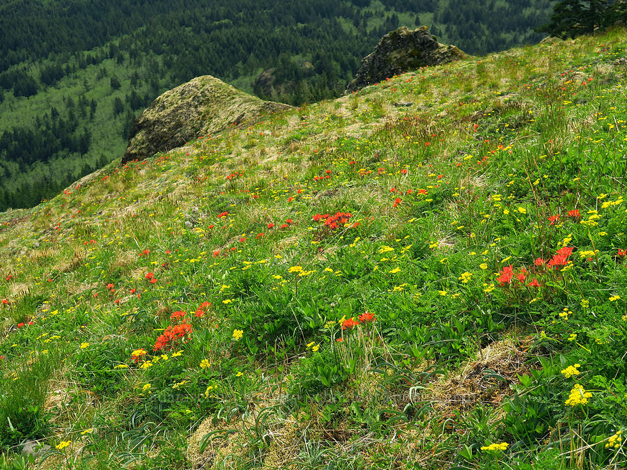 paintbrush & desert parsley (Castilleja hispida, Lomatium martindalei) [Saddle Mountain, Clatsop County, Oregon]