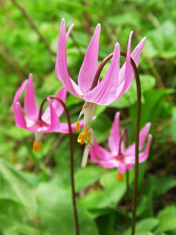pink (coastal) fawn lilies (Erythronium revolutum) [Saddle Mountain, Clatsop County, Oregon]