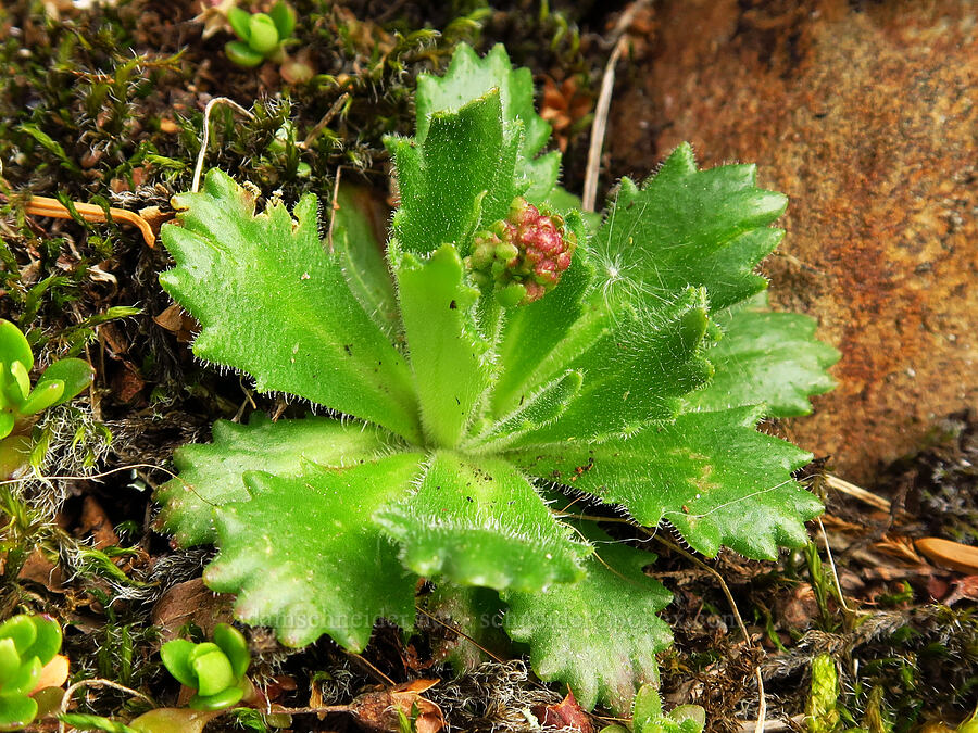 rusty saxifrage, budding (Micranthes ferruginea (Saxifraga ferruginea)) [Saddle Mountain, Clatsop County, Oregon]
