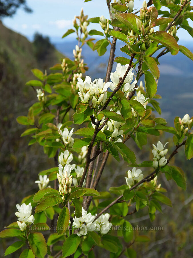 serviceberry flowers (Amelanchier alnifolia) [Saddle Mountain, Clatsop County, Oregon]