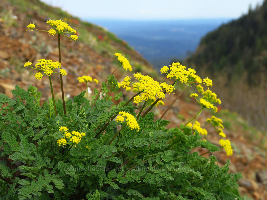 Cascade desert parsley (Lomatium martindalei) [Saddle Mountain, Clatsop County, Oregon]
