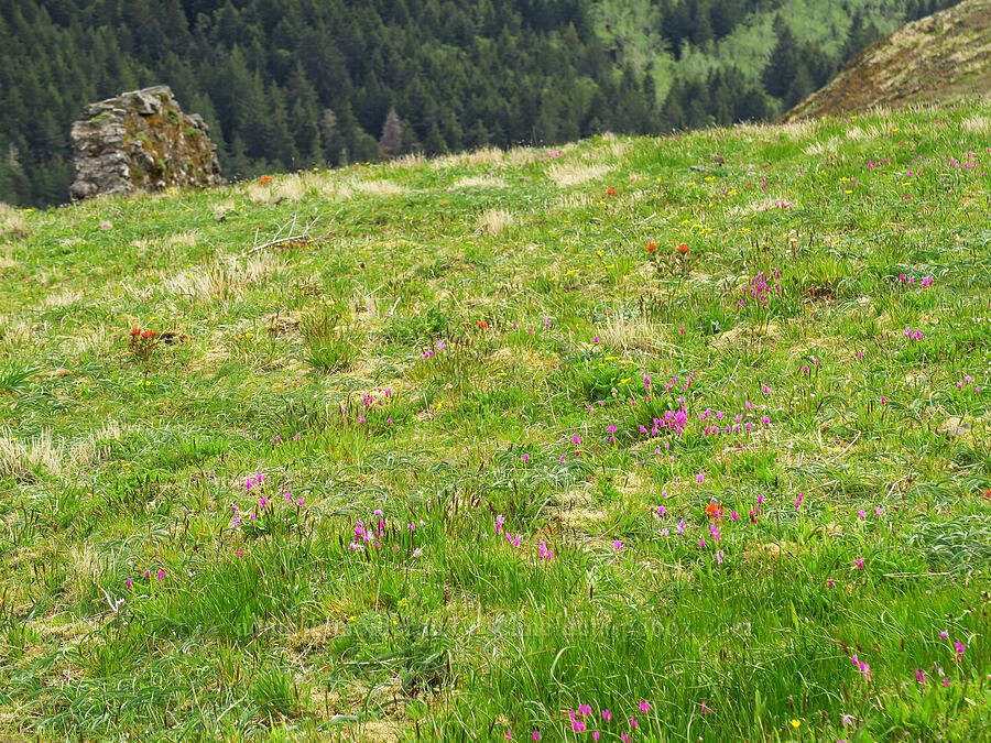 wildflowers (Castilleja hispida, Lomatium martindalei, Dodecatheon austrofrigidum (Primula austrofrigida)) [Saddle Mountain, Clatsop County, Oregon]