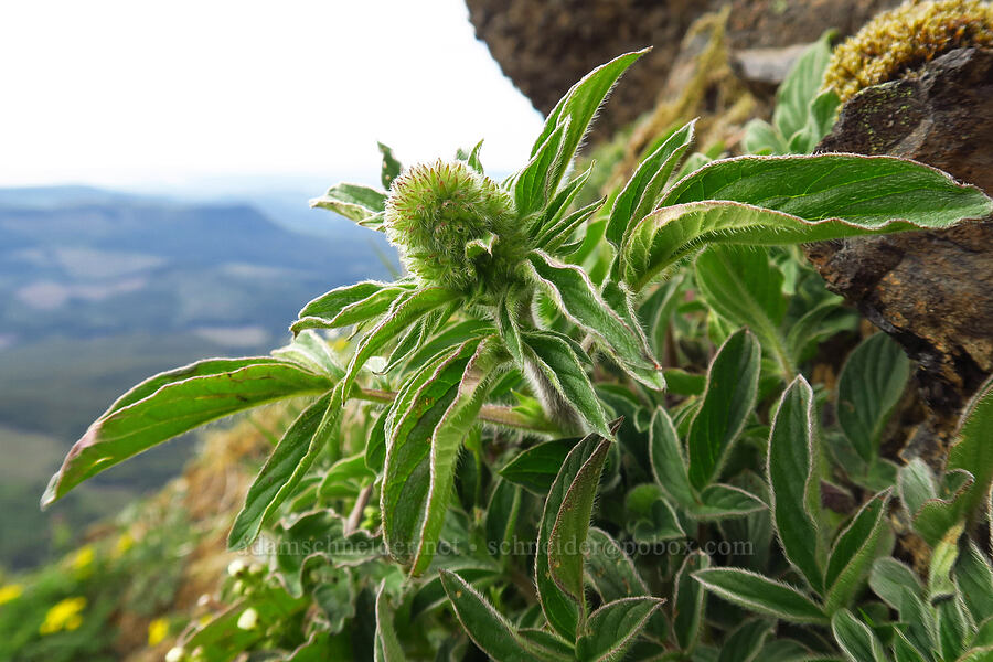 Oregon phacelia, budding (Phacelia nemoralis ssp. oregonensis) [Saddle Mountain summit, Clatsop County, Oregon]