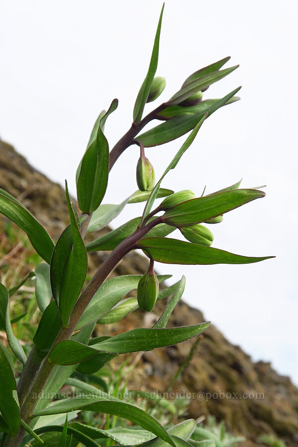 checker lilies, budding (Fritillaria affinis) [Saddle Mountain summit, Clatsop County, Oregon]