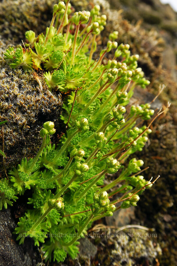 tufted saxifrage, budding (Saxifraga cespitosa var. subgemmifera (Saxifraga caespitosa)) [Saddle Mountain summit, Clatsop County, Oregon]