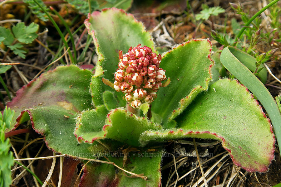 Saddle Mountain saxifrage, budding (Micranthes hitchcockiana (Saxifraga latipetiolata)) [Saddle Mountain summit, Clatsop County, Oregon]