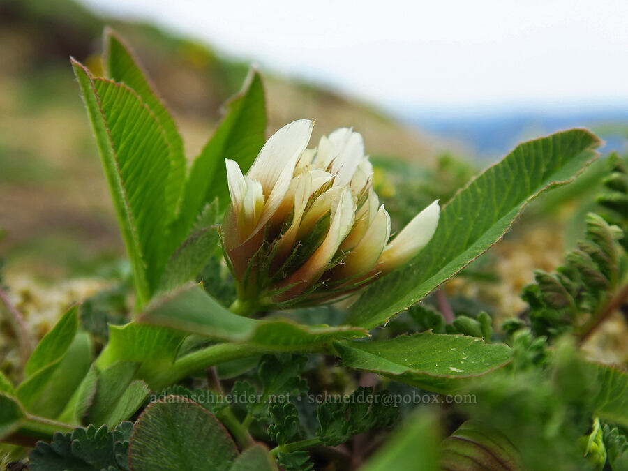 long-stalk clover (Trifolium longipes ssp. caurinum) [Saddle Mountain summit, Clatsop County, Oregon]