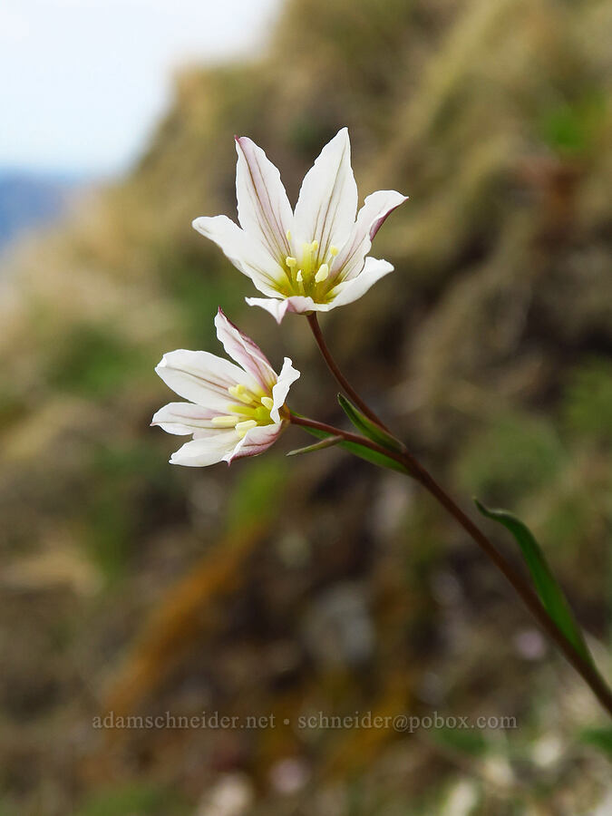 alp lily (Lloydia serotina (Gagea serotina)) [Saddle Mountain summit, Clatsop County, Oregon]