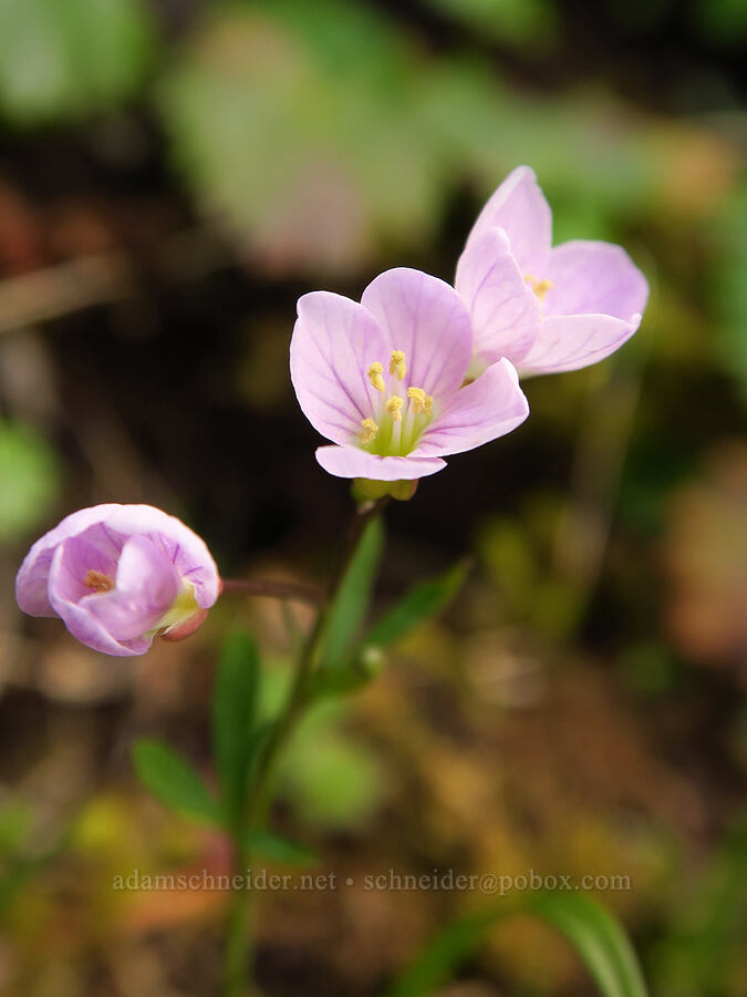 slender toothwort (Cardamine nuttallii) [Saddle Mountain summit, Clatsop County, Oregon]