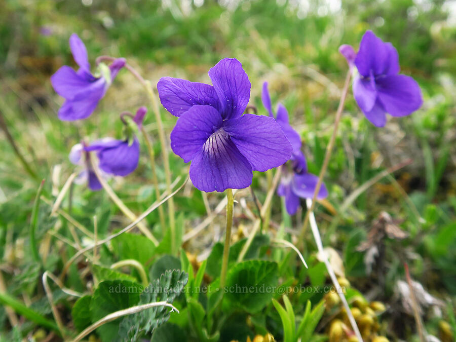 early blue violets (Viola adunca) [Saddle Mountain summit, Clatsop County, Oregon]