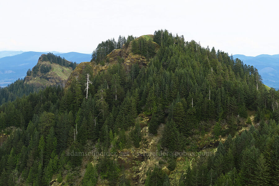 east summit of Saddle Mountain [Saddle Mountain, Clatsop County, Oregon]