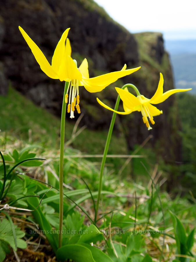 glacier lilies (Erythronium grandiflorum) [Saddle Mountain, Clatsop County, Oregon]