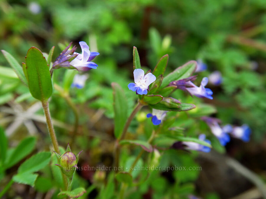 small-flowered blue-eyed-Mary (Collinsia parviflora) [Saddle Mountain, Clatsop County, Oregon]