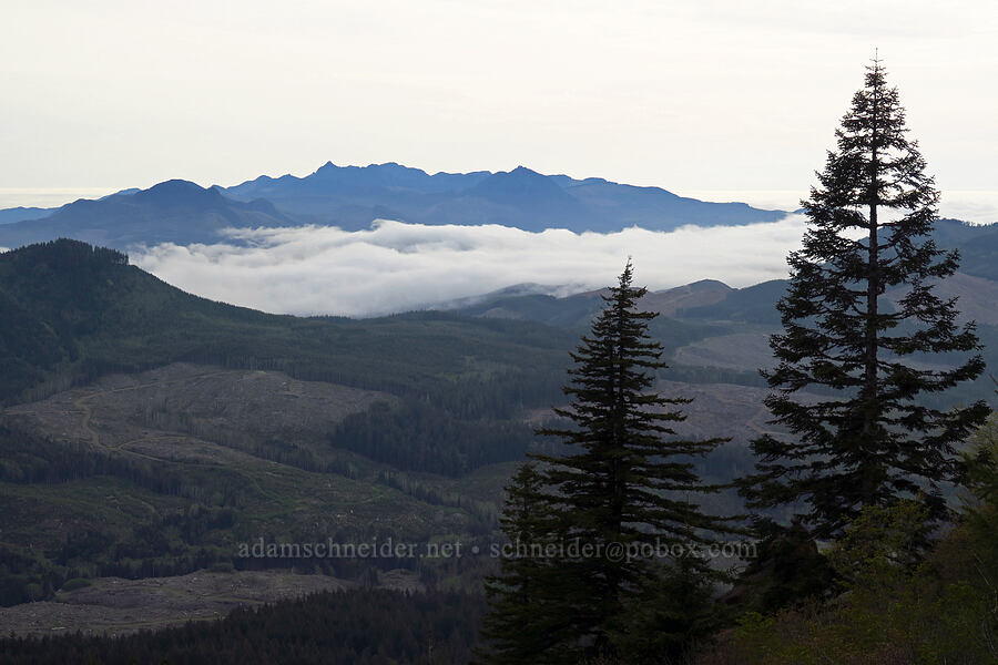 Onion Peak & coastal fog [Saddle Mountain, Clatsop County, Oregon]