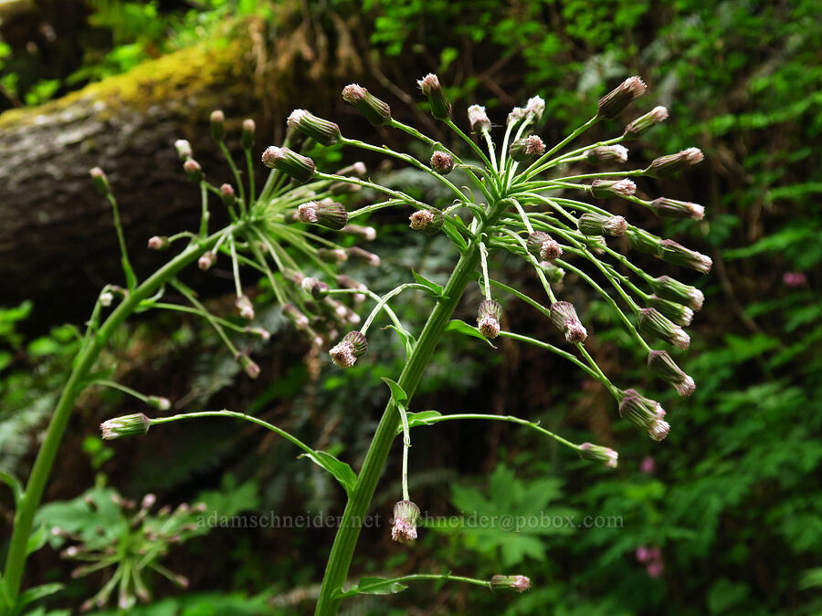 colt's-foot, going to seed (Petasites frigidus var. palmatus) [Saddle Mountain, Clatsop County, Oregon]